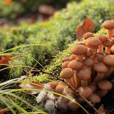 4summer Gold Perlowa Przystan Parking, 650m Do Plazy, 650m Zum *