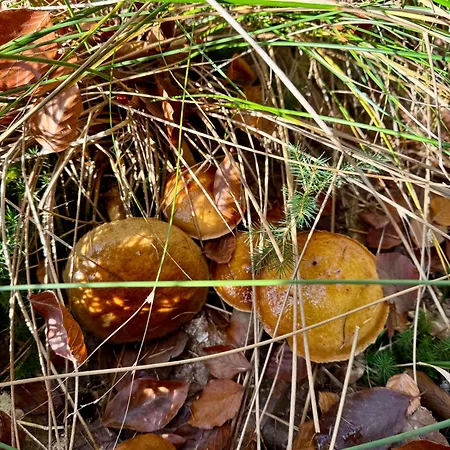 Appartamento 4summer Gold Perlowa Przystan Parking, 650m Do Plazy, 650m Zum *