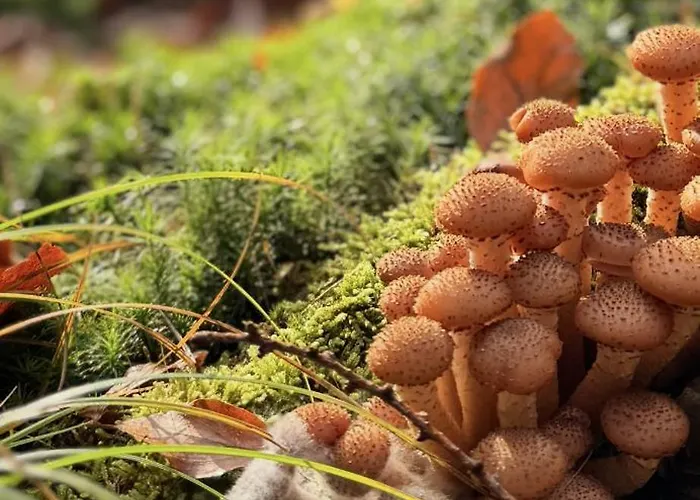 4summer Gold Perlowa Przystan Parking, 650m Do Plazy, 650m Zum *